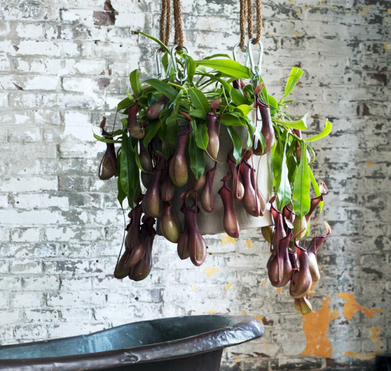 How To Grow and Care For The Monkey Cup Plant