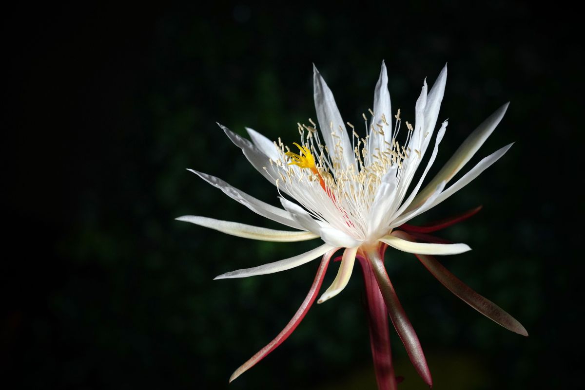 Moonlight Cactus