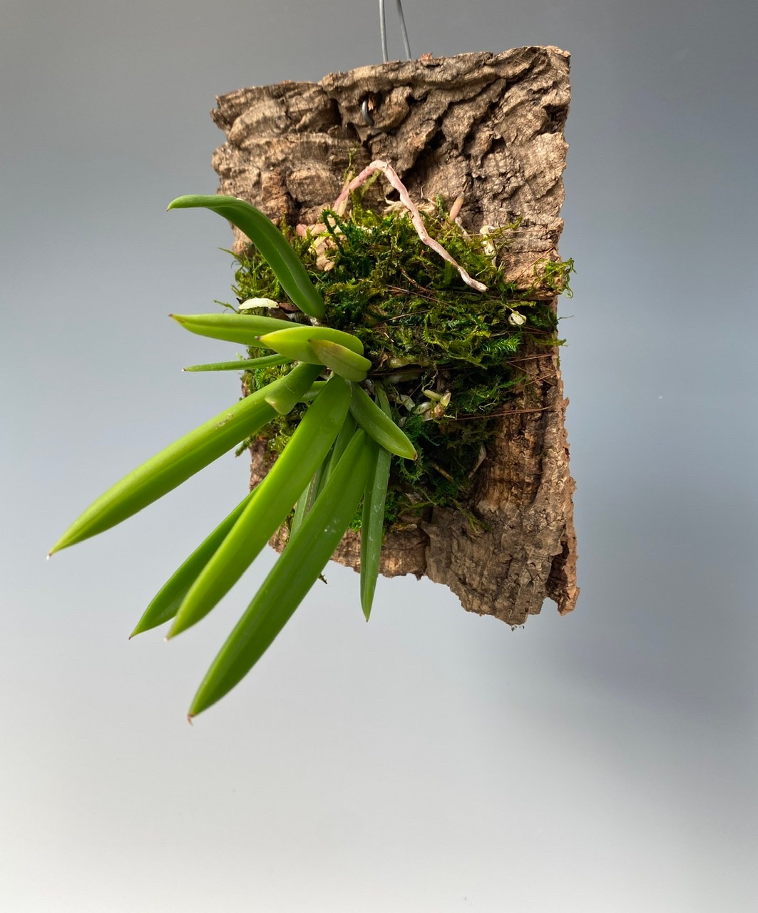 The “moss mount” for orchids: improving moisture and root growth