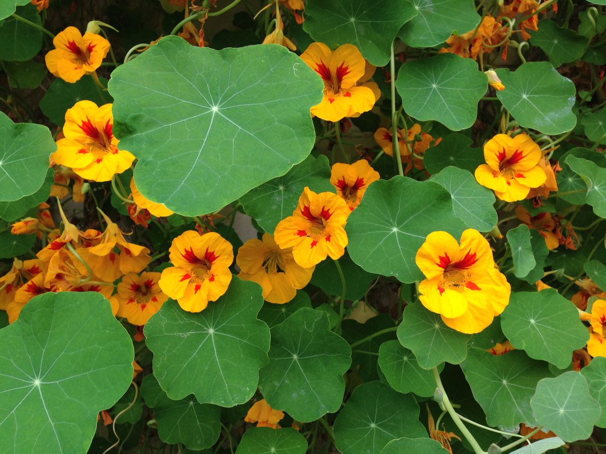 Nasturtium Flower Care