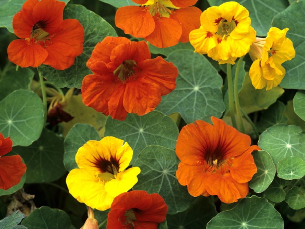 Nasturtiums