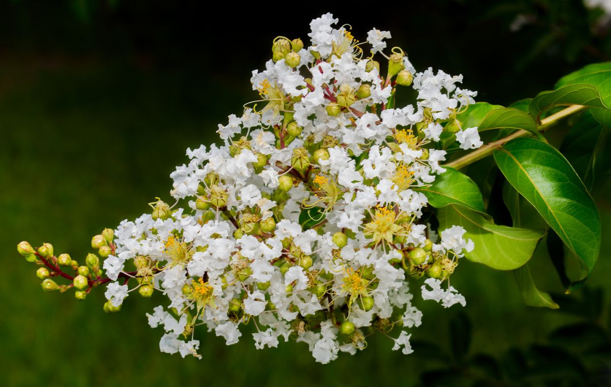 Natchez Crape Myrtle