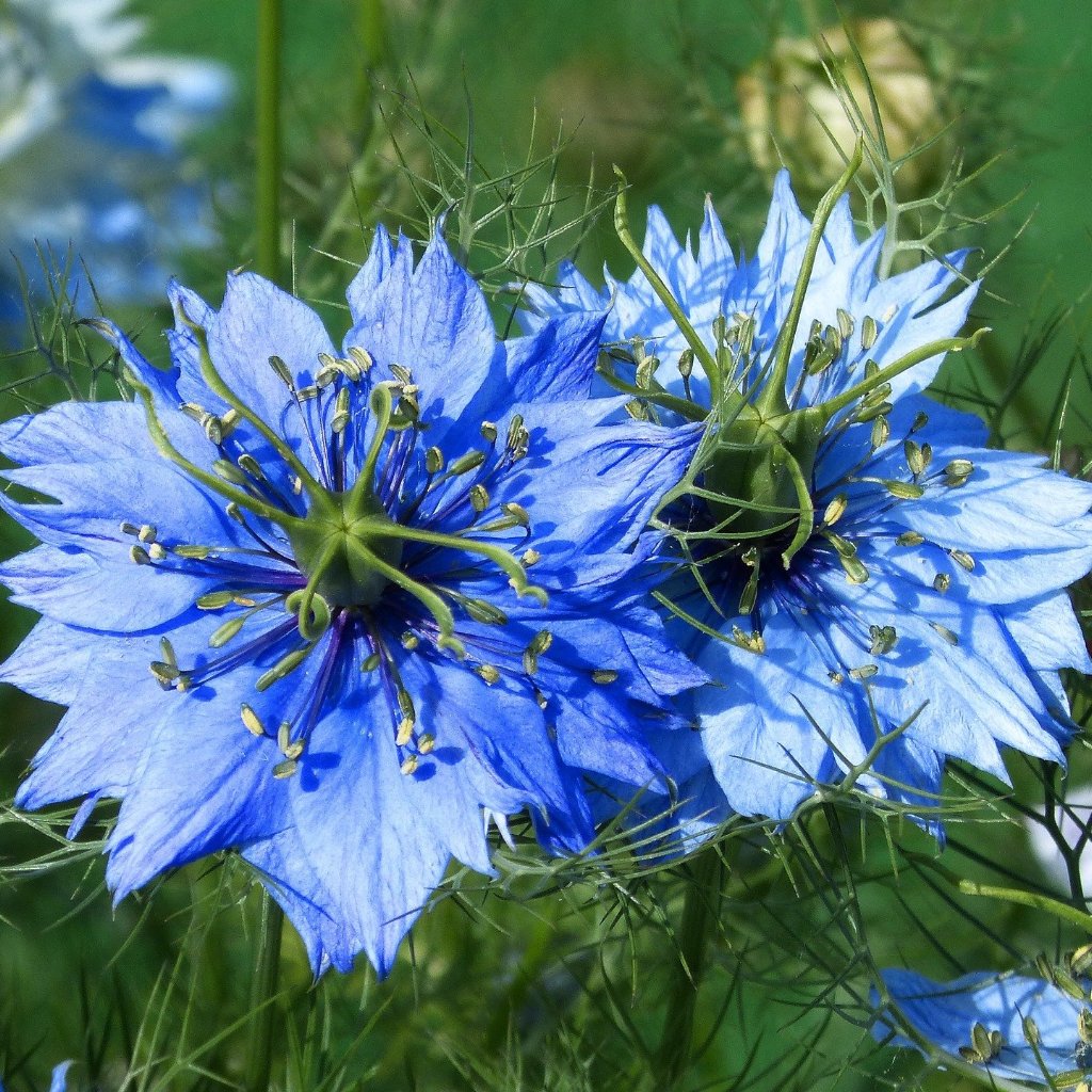 Nigella damascena