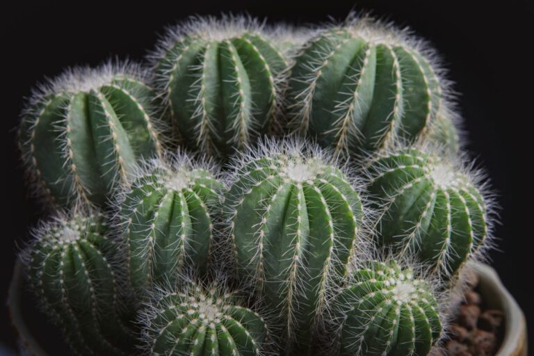 The Rare and Beautiful Balloon Cactus