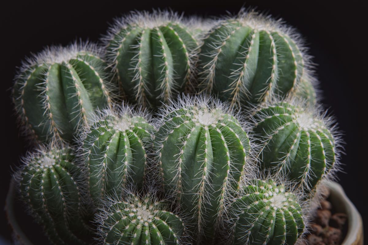 Notocactus magnificus