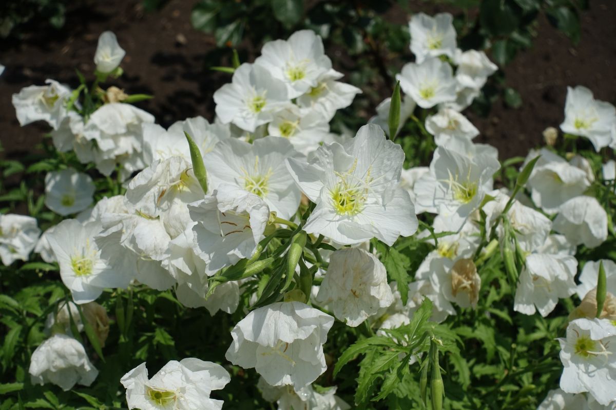 Oenothera