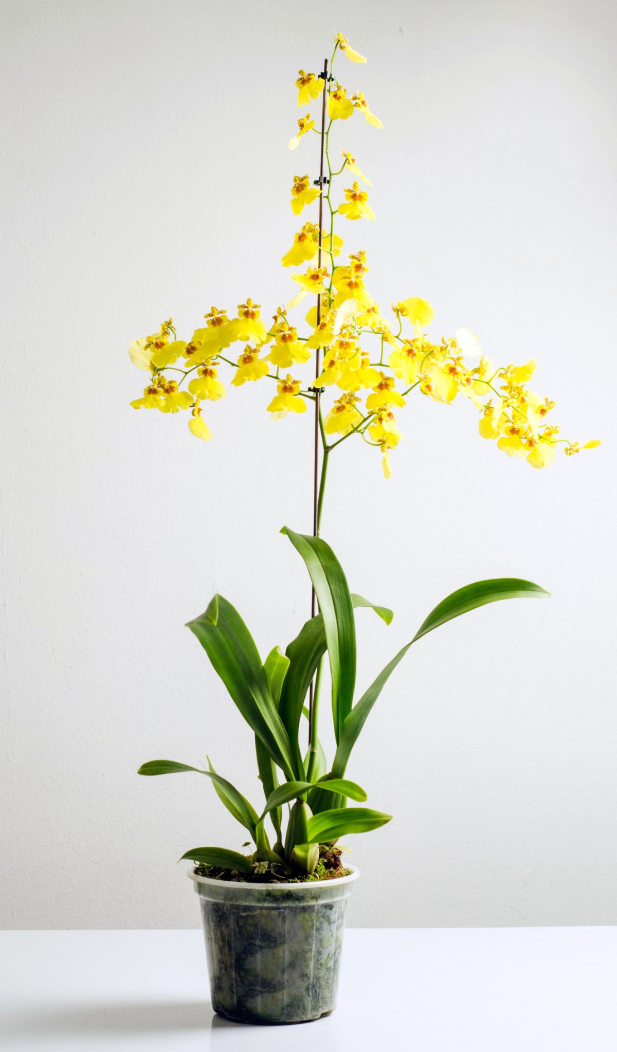 Oncidium Spp: A proper guide to growing and caring for oncidium orchids