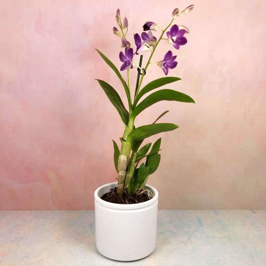 Orchid Dendrobium Care 