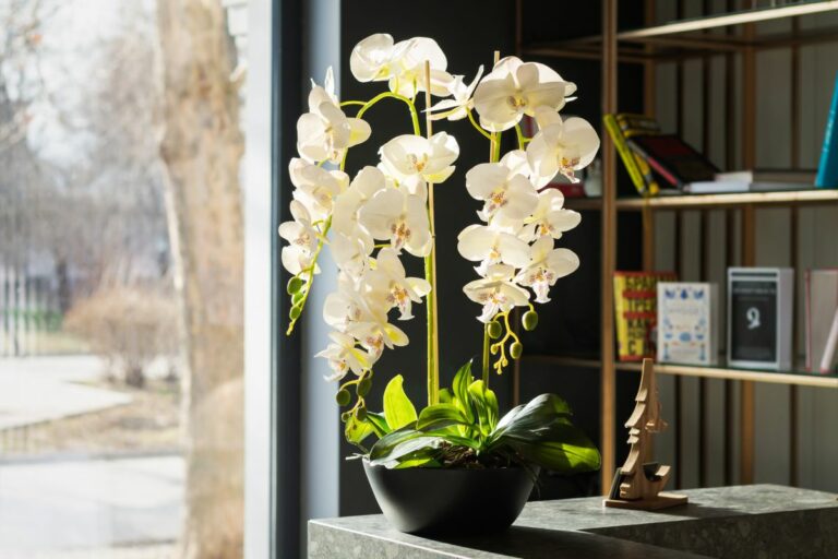 Orchid Fertilizing A detailed guide on how to feed Orchids