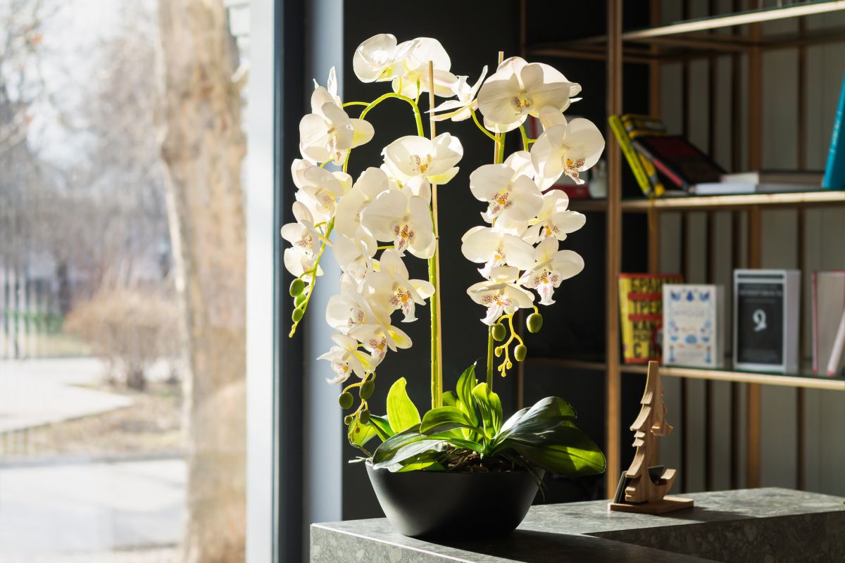 Orchid Fertilizing