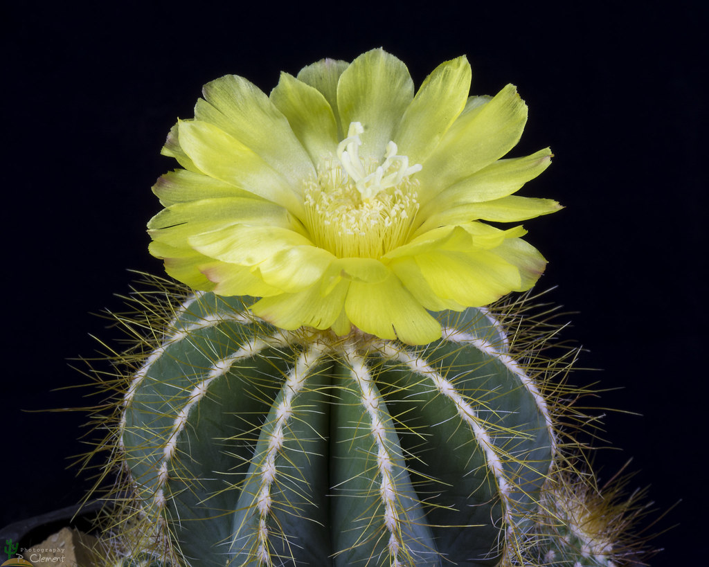 Parodia Cactus FAQ