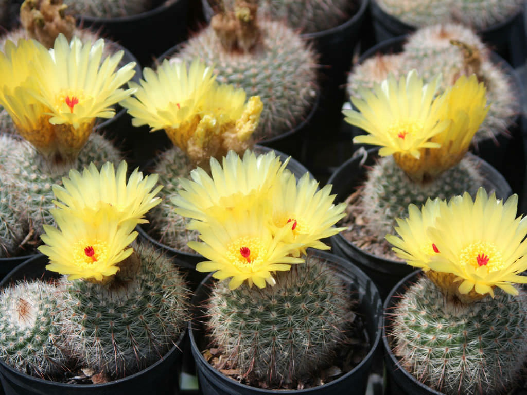 Parodia Cactus