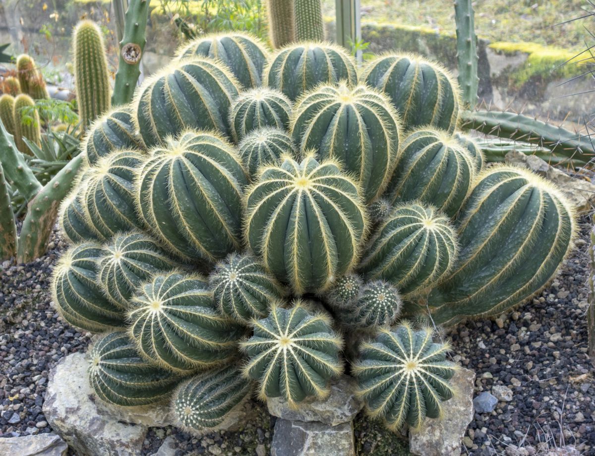 Parodia magnifica