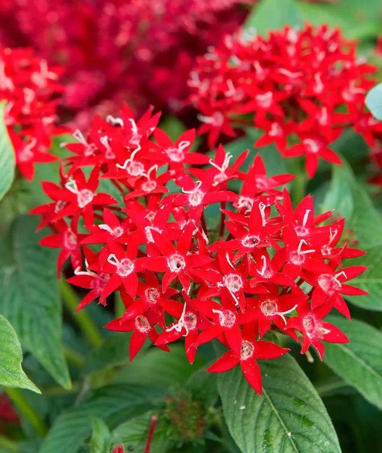 Pentas