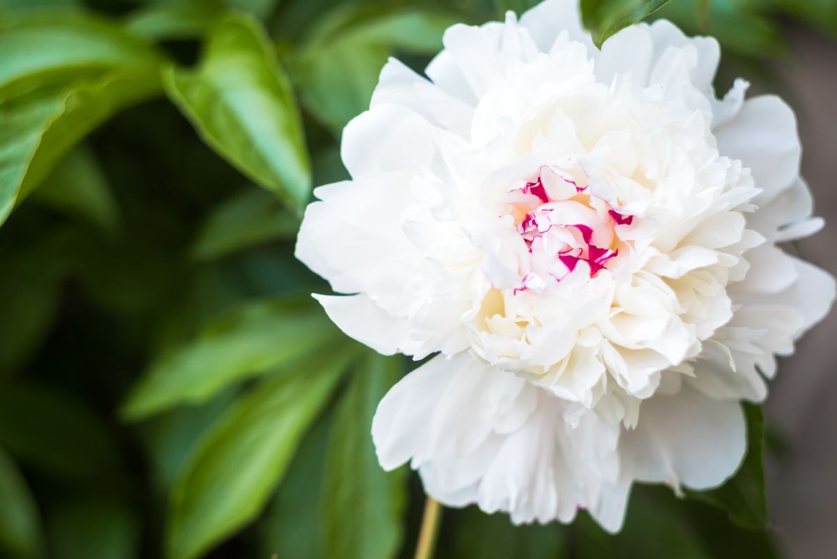 Peony