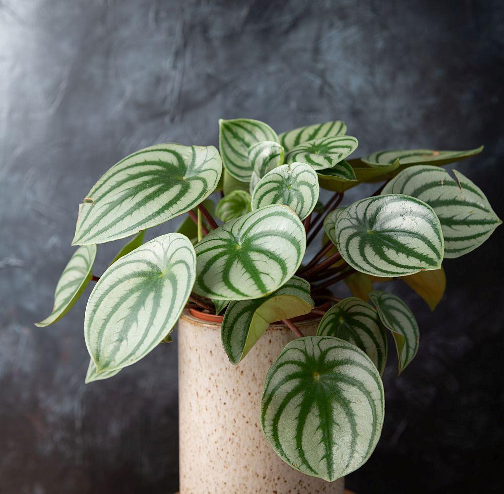 Peperomia Argyreia