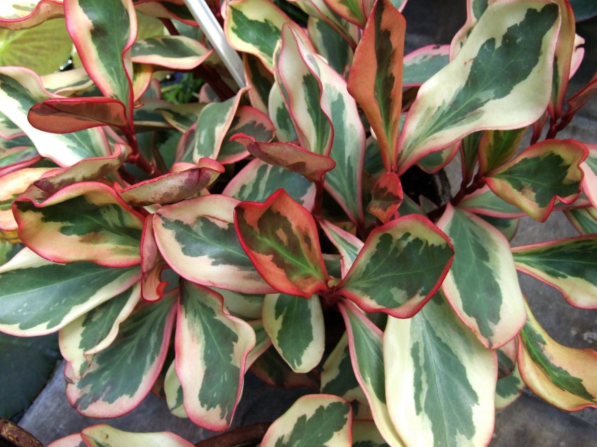 Peperomia Clusiifolia