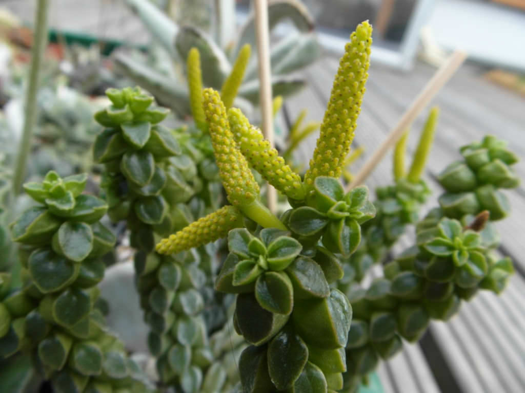 Peperomia Columella 