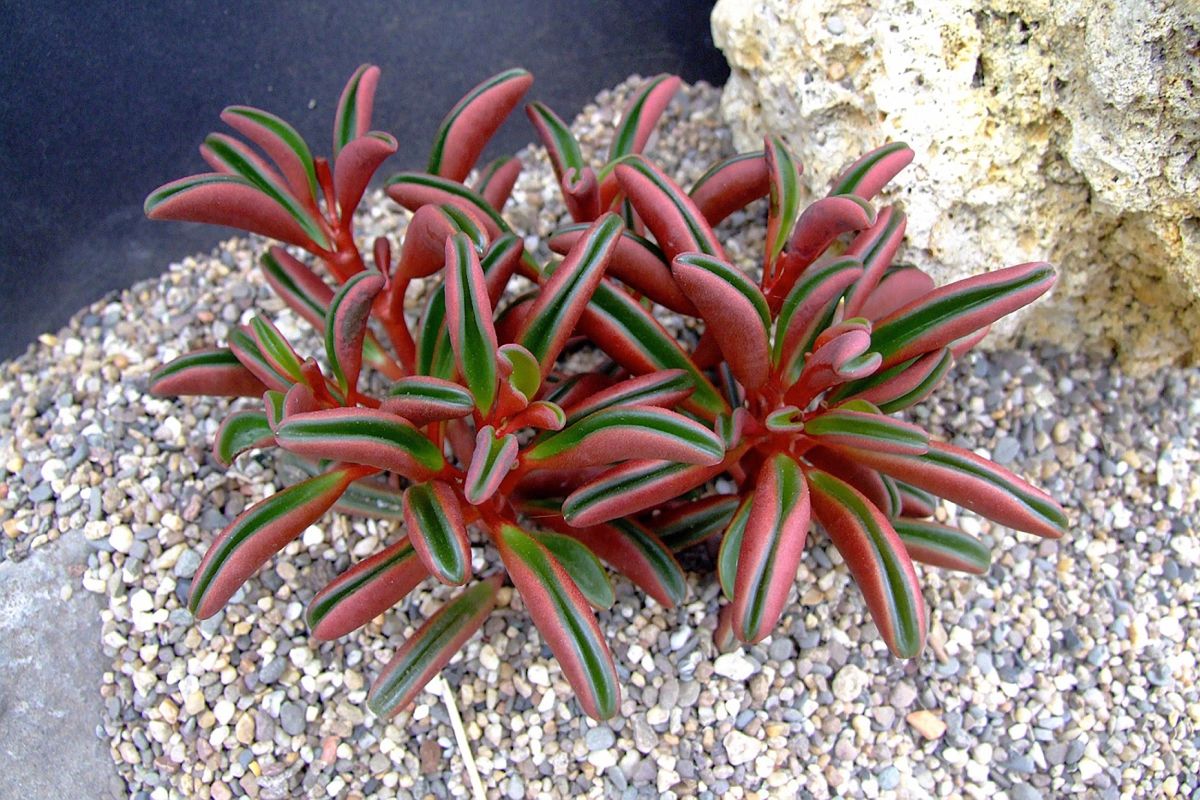 Peperomia Graveolens