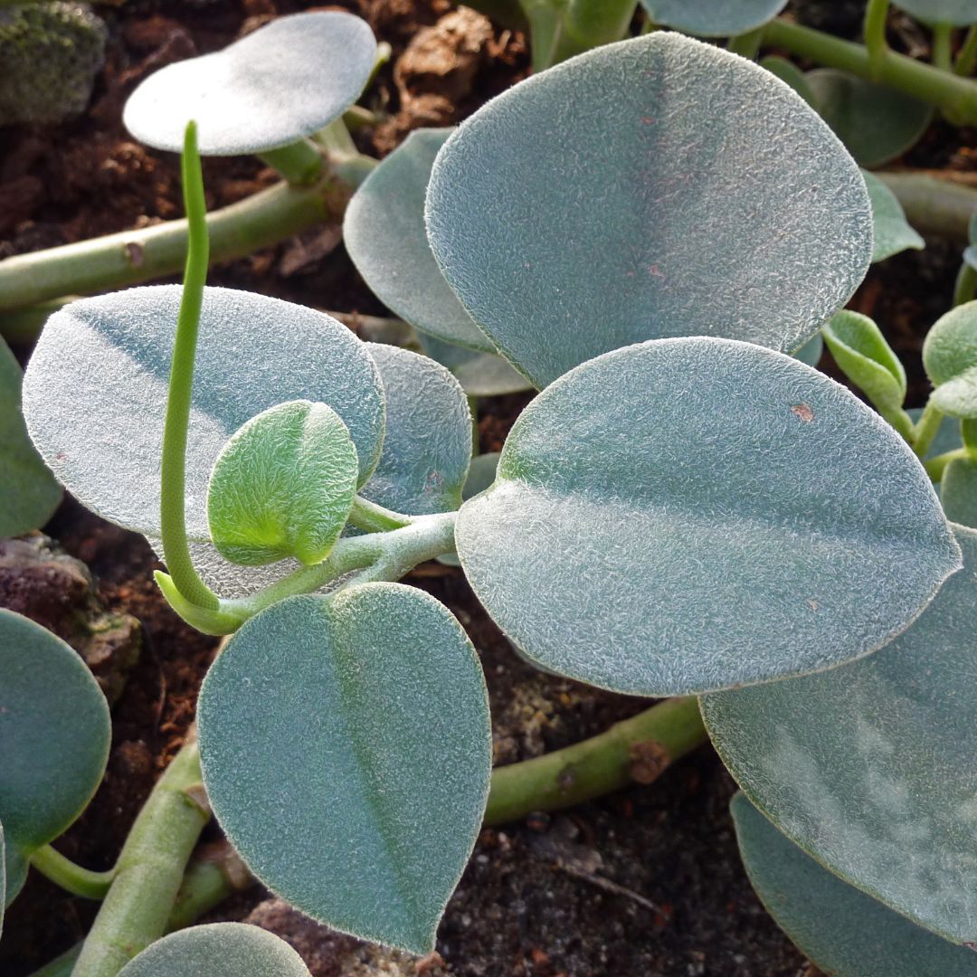 Peperomia Incana