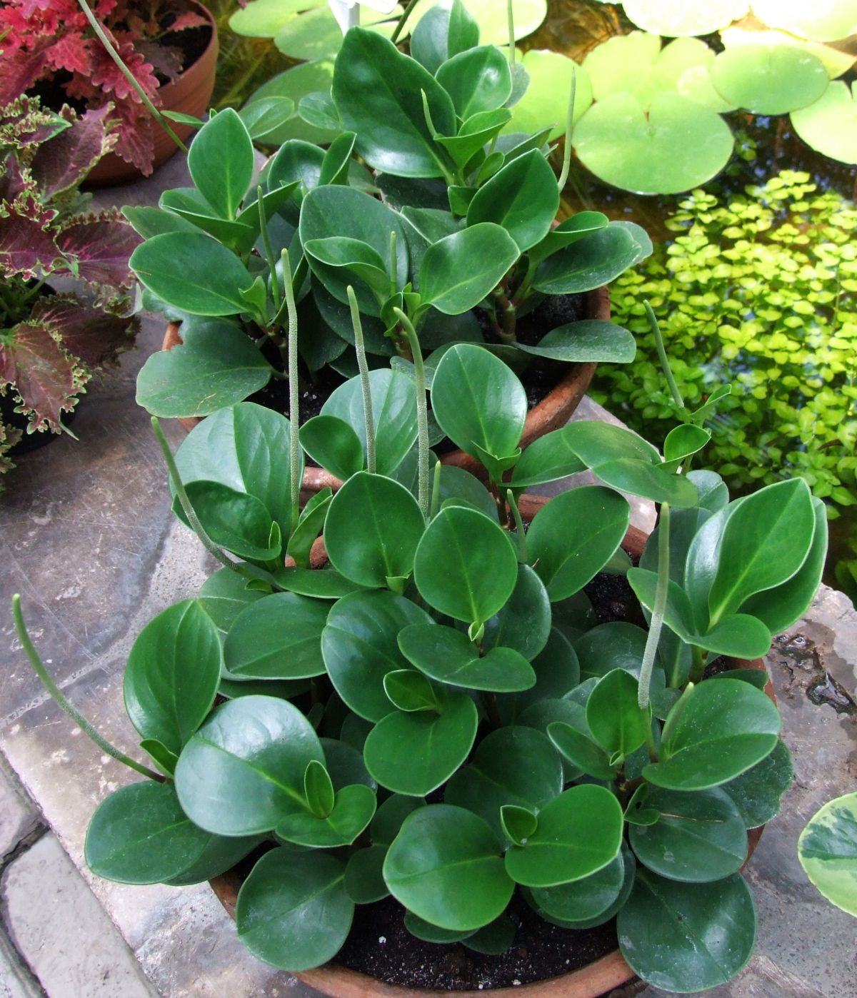 Peperomia Obtusifolia