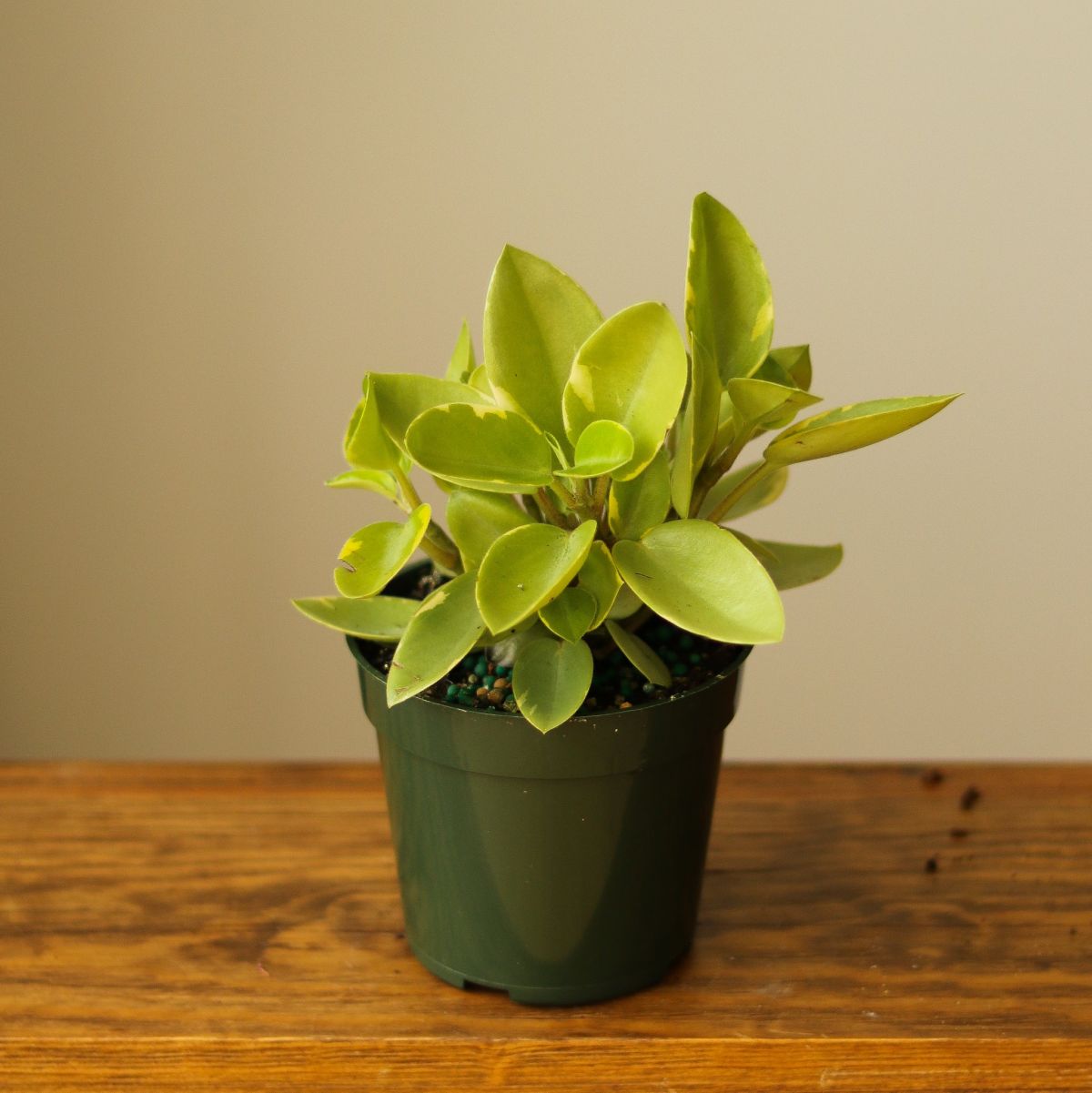 Peperomia Orba