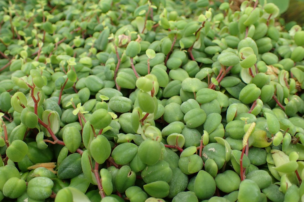 Peperomia Perciliata