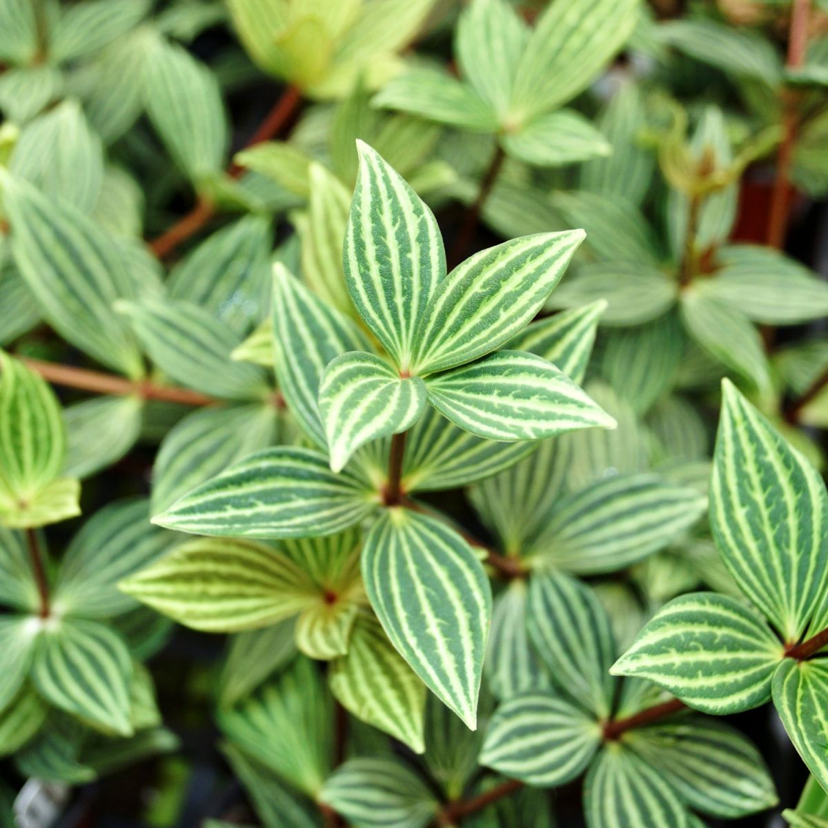 Peperomia Puteolata