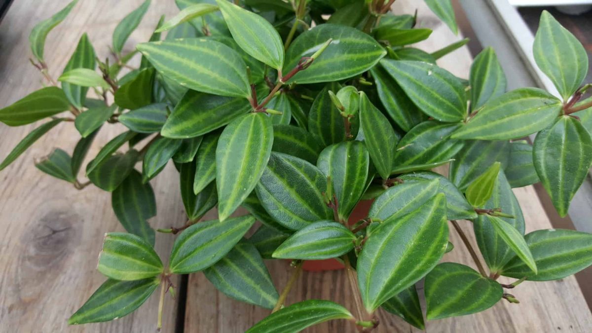 Peperomia Quadrangularis