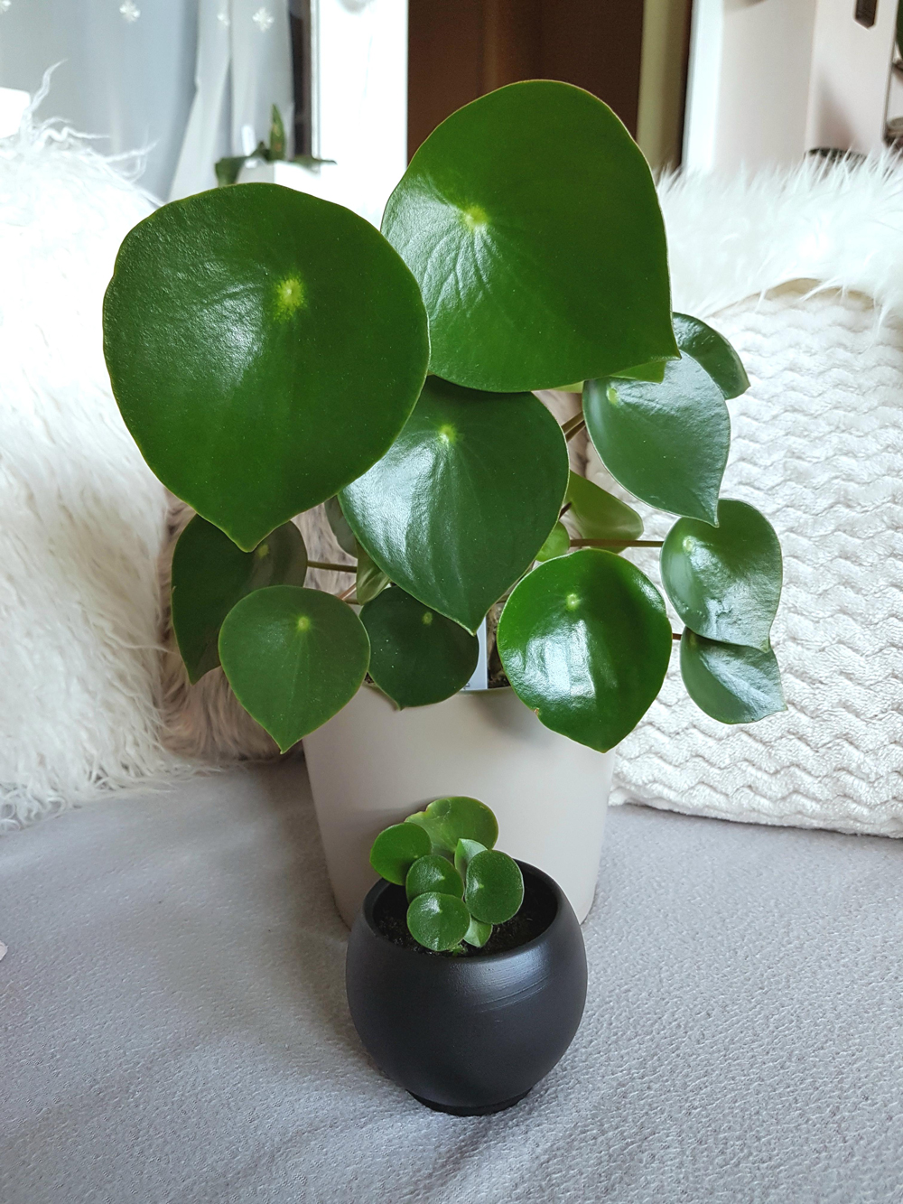 Peperomia Raindrop Propagation