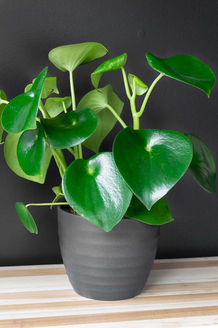 Peperomia Raindrop