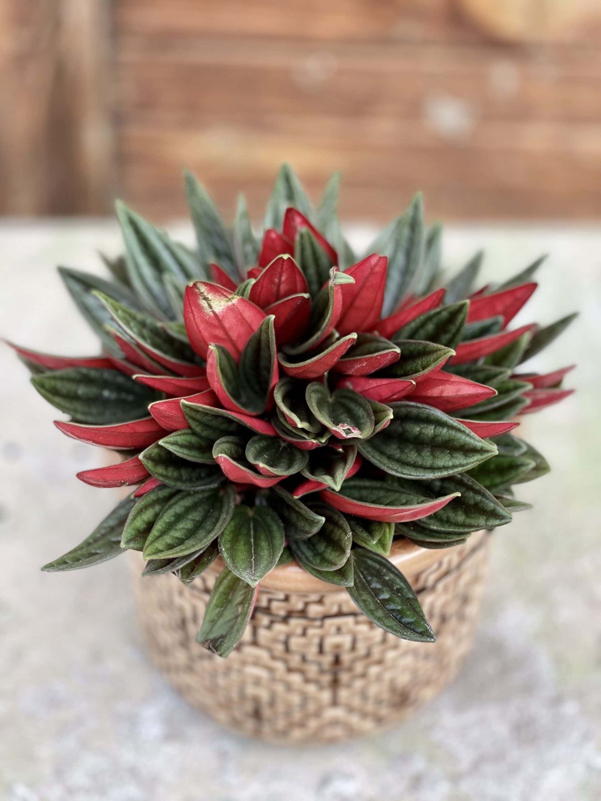 Peperomia Rosso