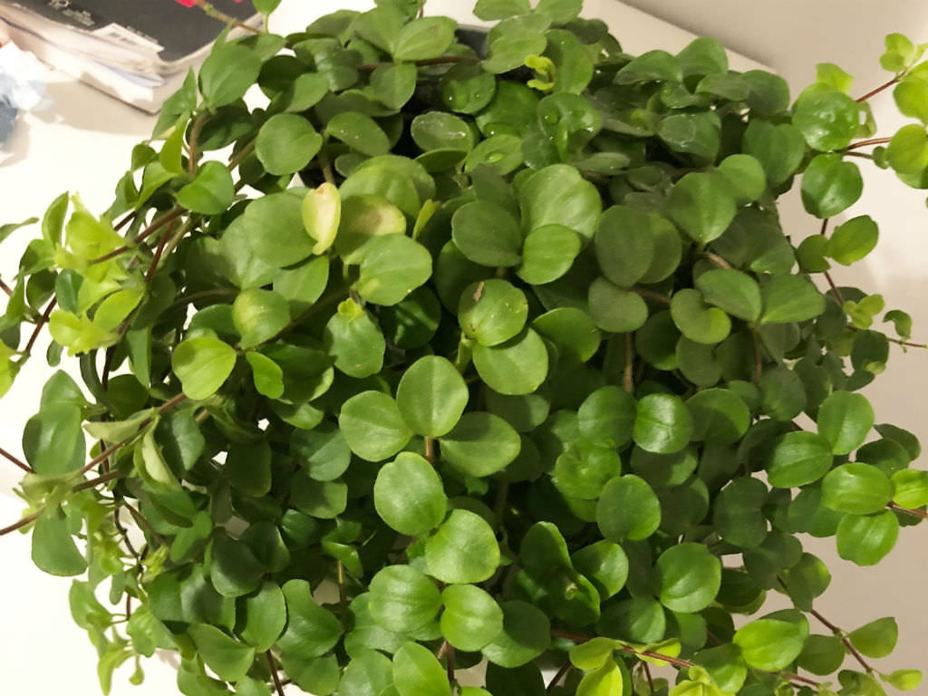 Peperomia Rotundifolia 