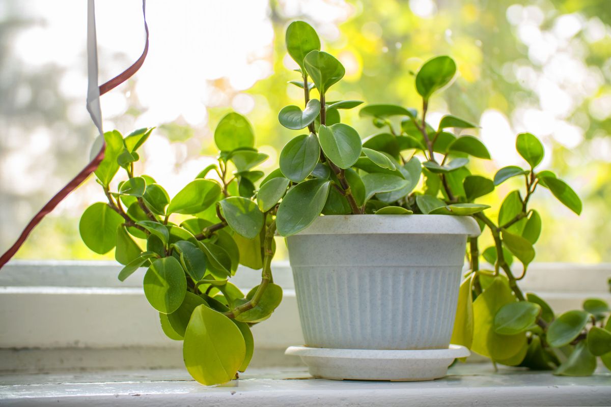 Peperomia Rotundifolia Care Tips