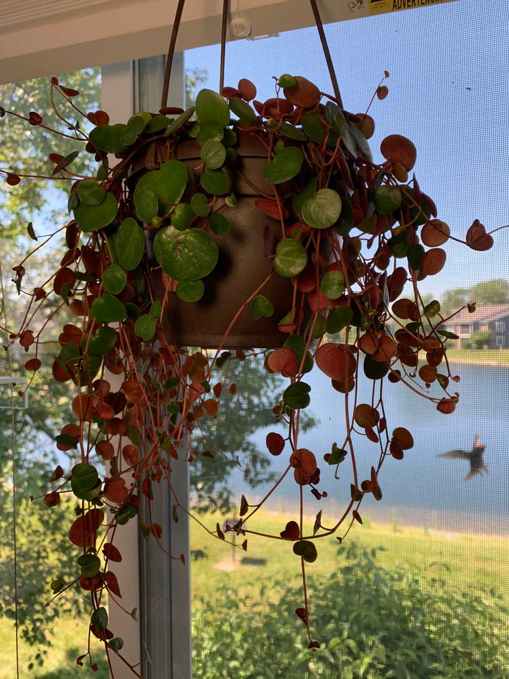 Peperomia Ruby Cascade