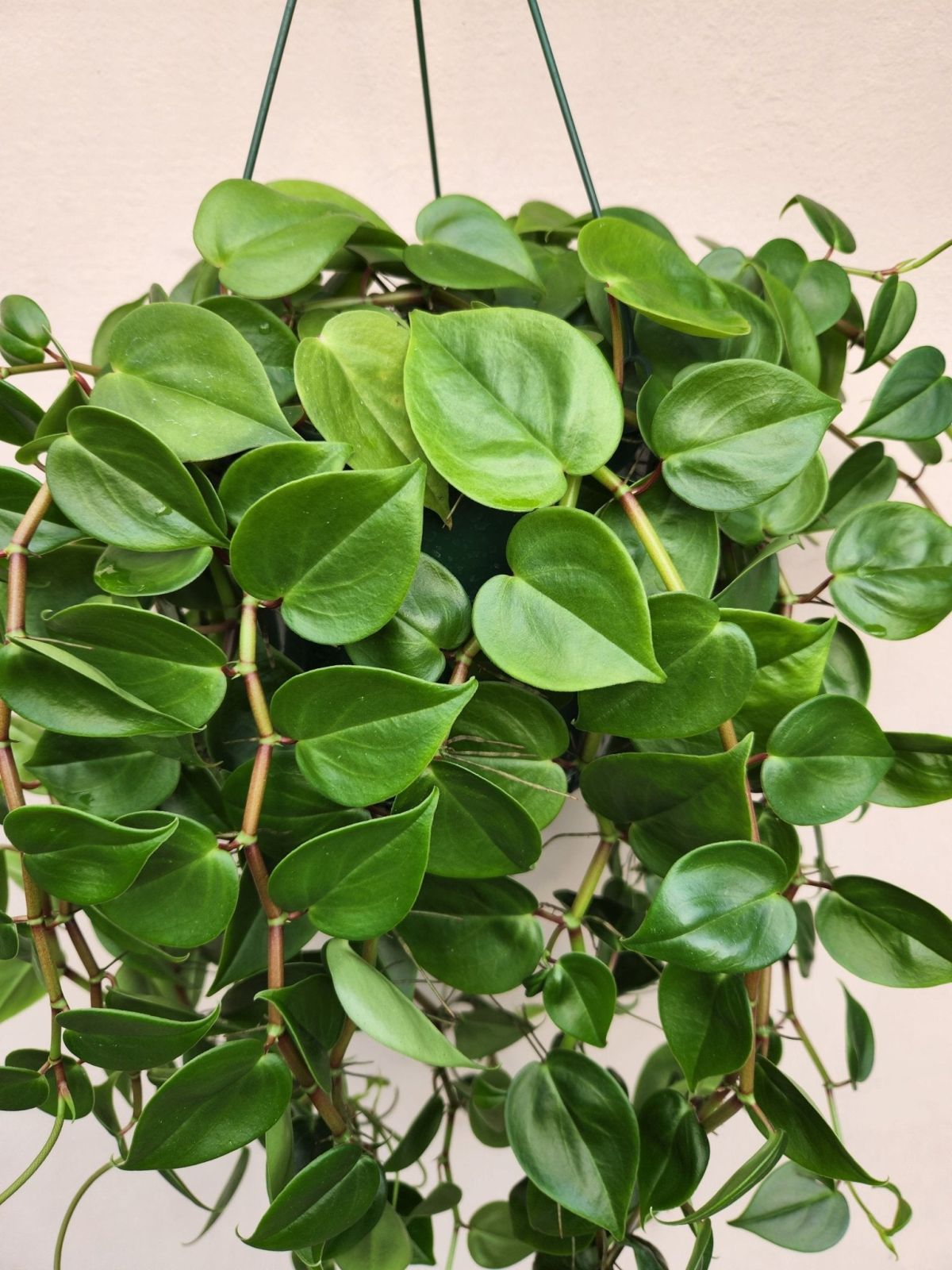 Naturally Beautiful Peperomia Scandens Variegated Cupid Plant