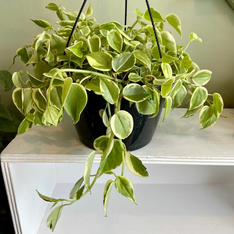 25 Amazing Peperomia Varieties