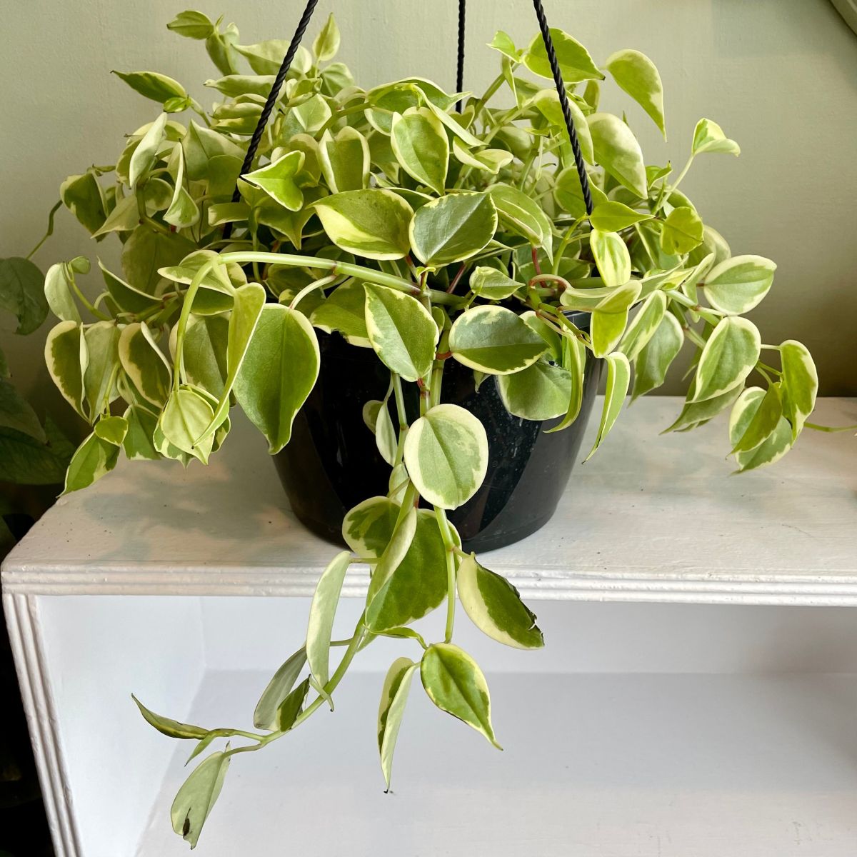 Peperomia Scandens