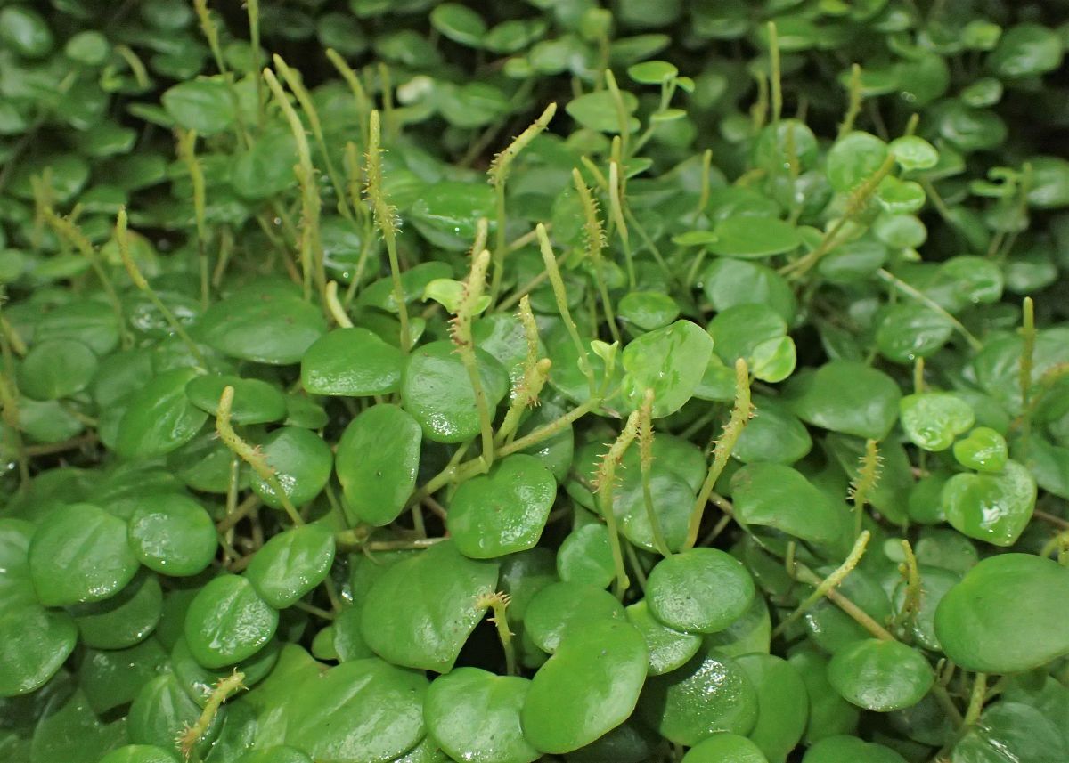 Peperomia Serpens