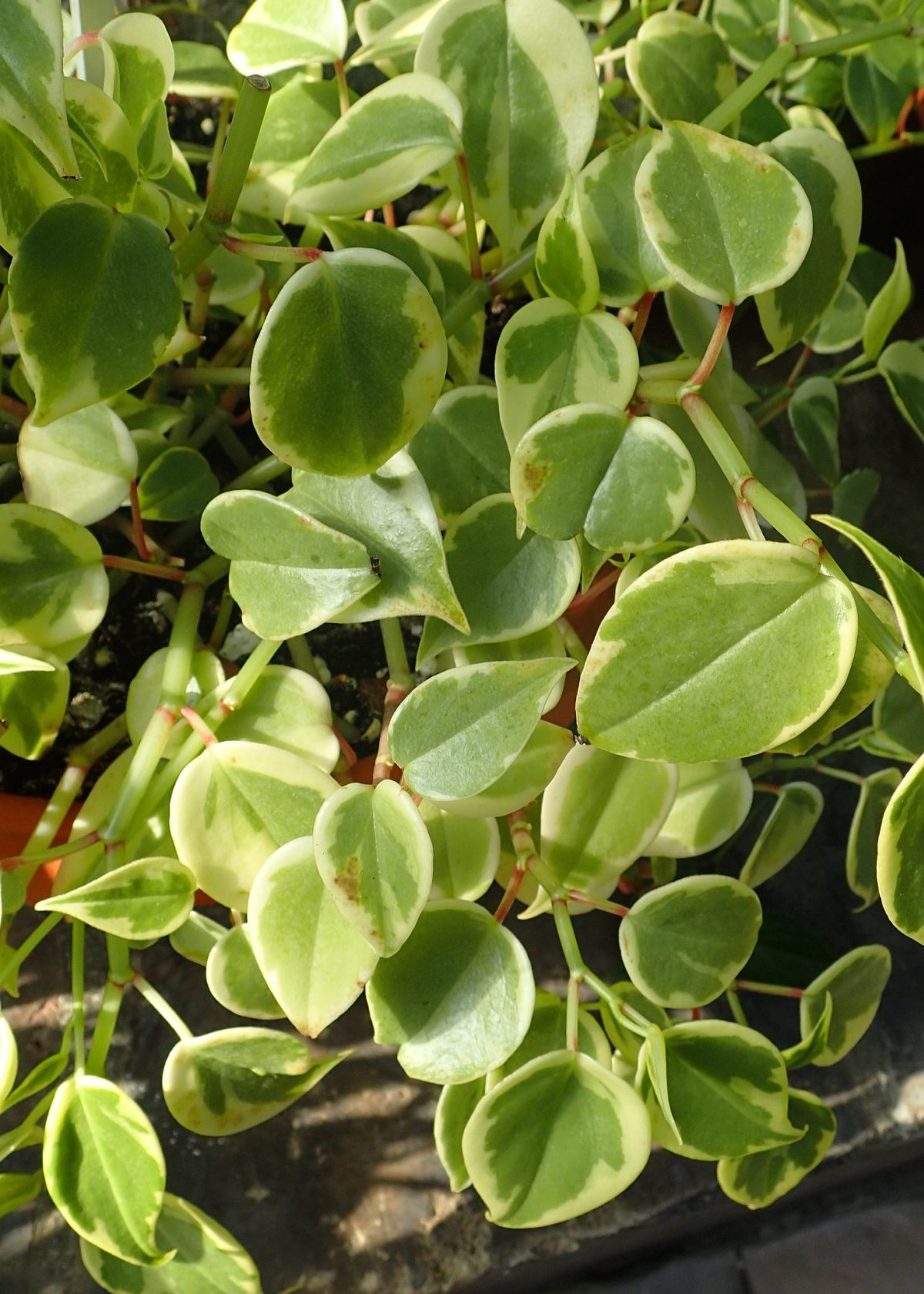 Peperomia Serpens variegata