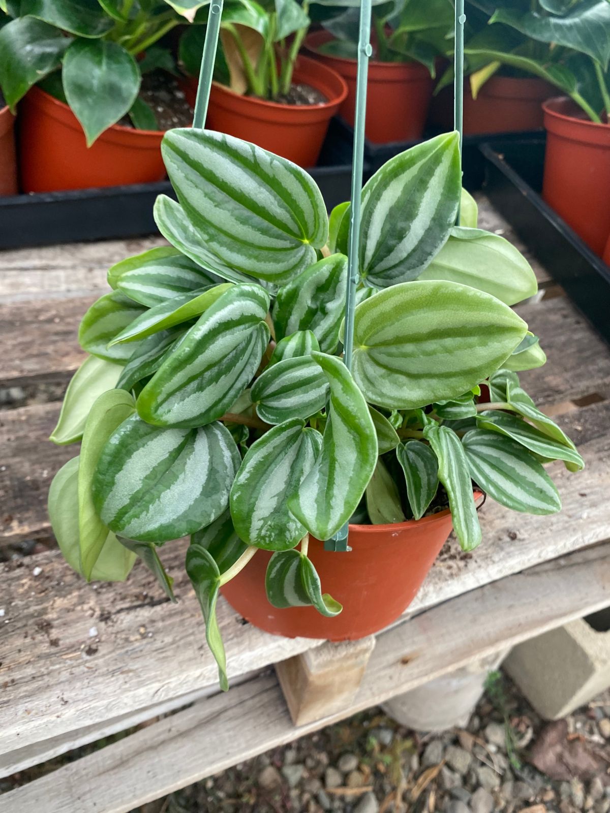 Peperomia Verschaffeltii