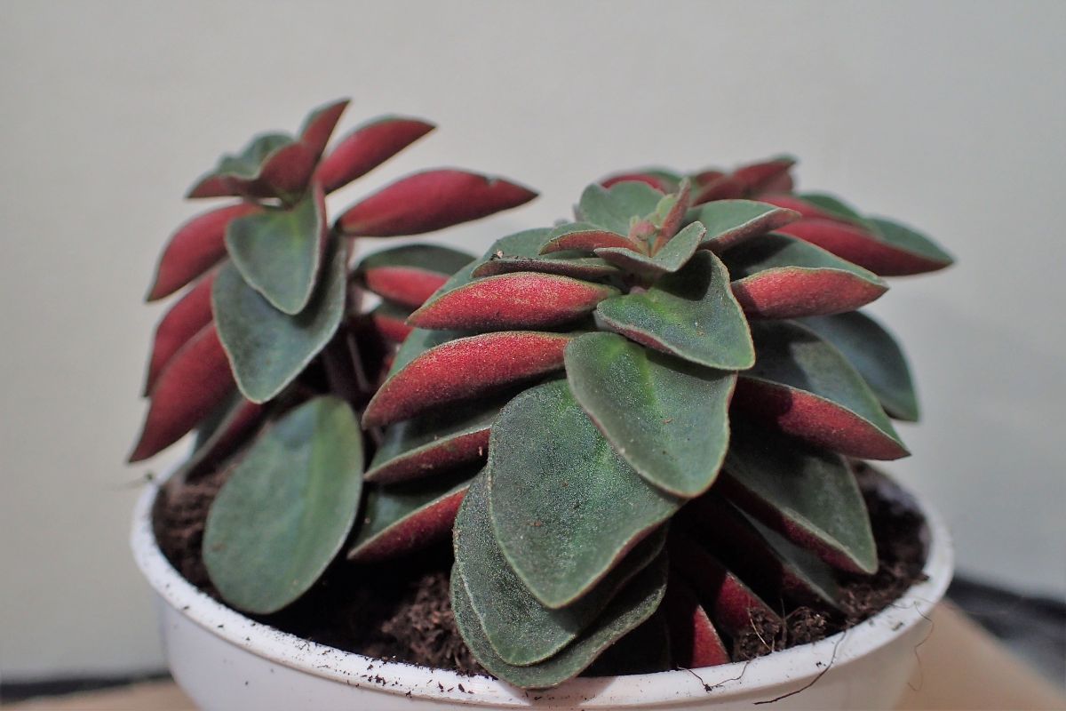 Peperomia Verticillata