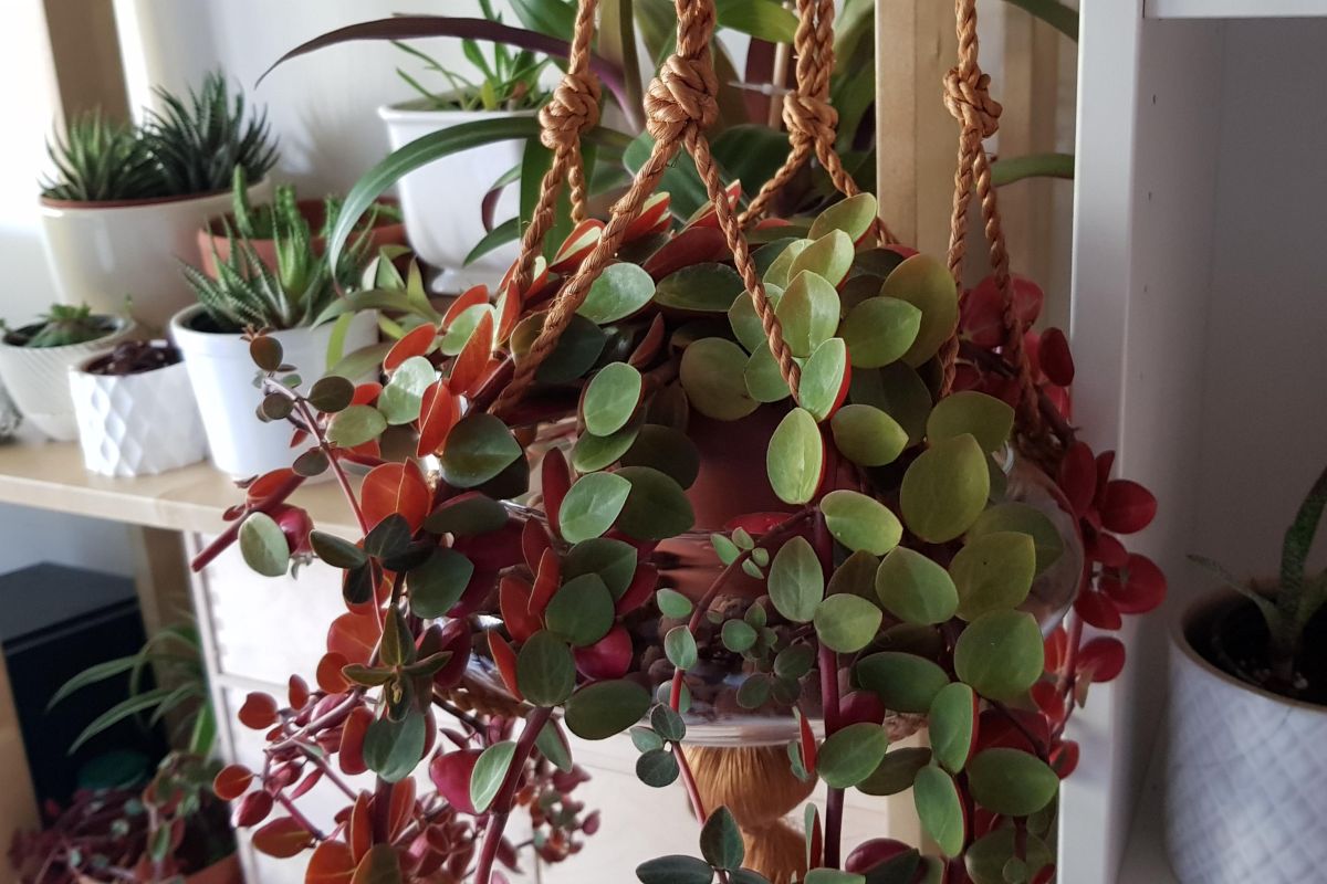 Peperomia Verticillata Red Log Propagation