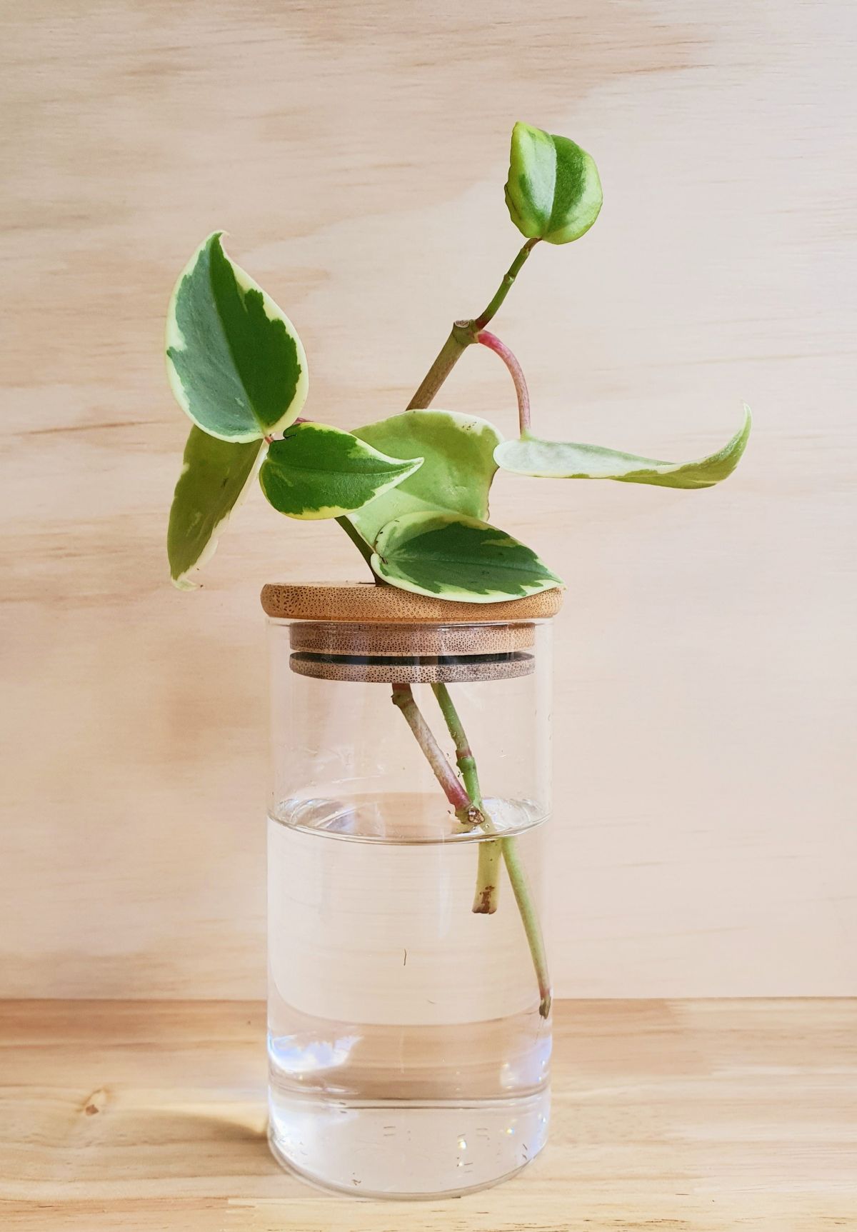 Peperomia Scandens Care Guide