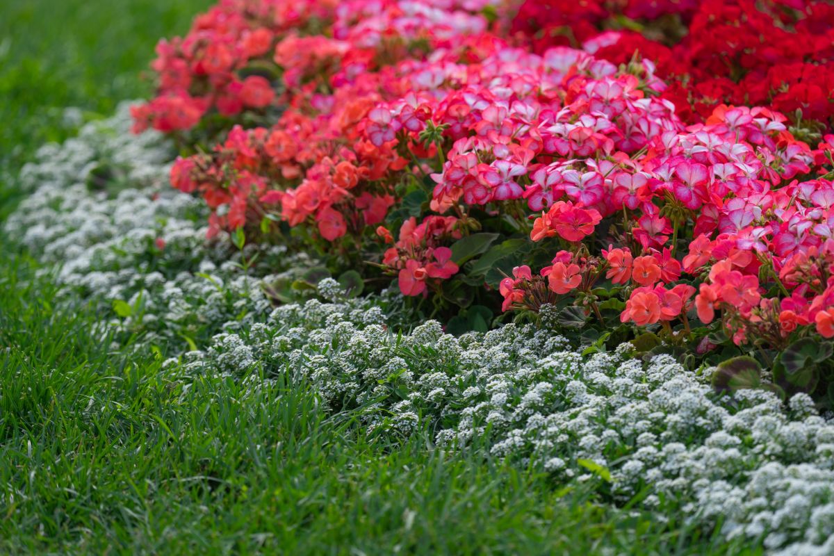 Red Flowers