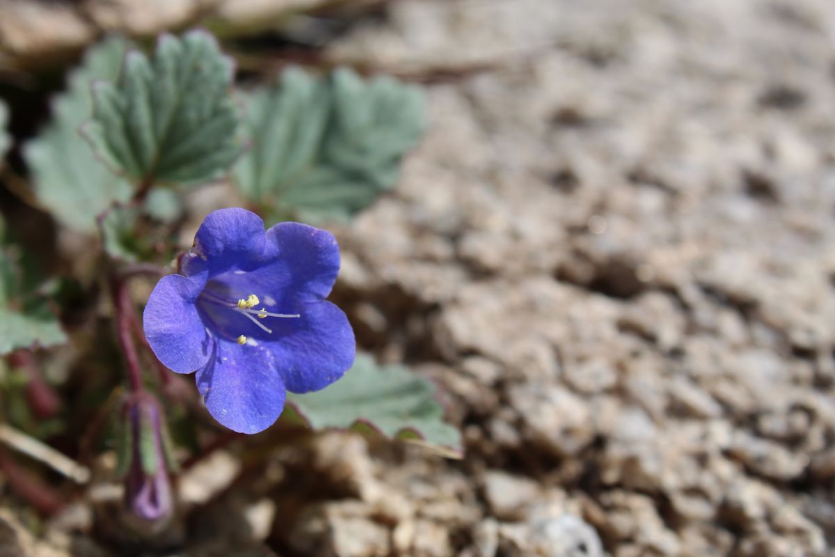 Phacelia campanularia