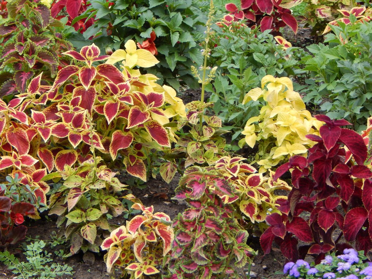 Plectranthus scutellarioides x Coleus