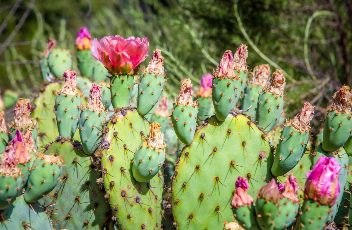 Prickly Pear