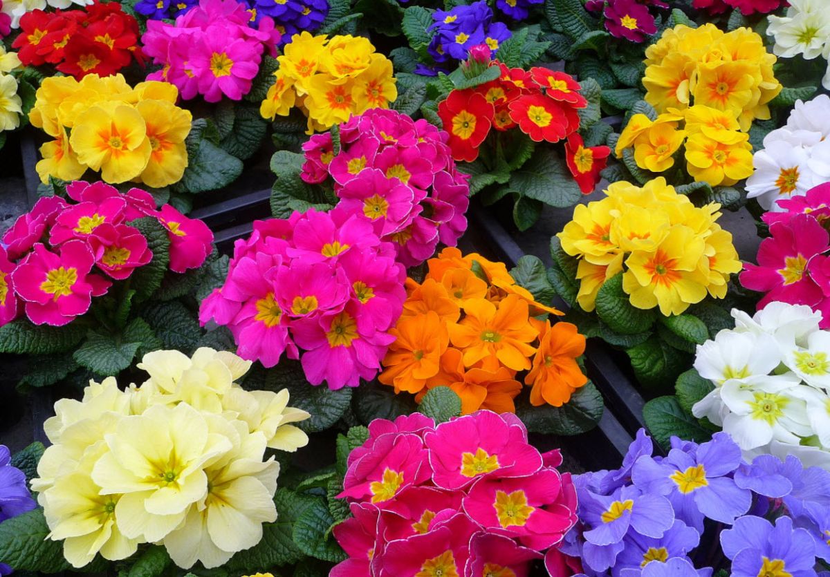 Primrose Outdoor Care Primula x polyantha How To Grow and Care For Primrose Flower