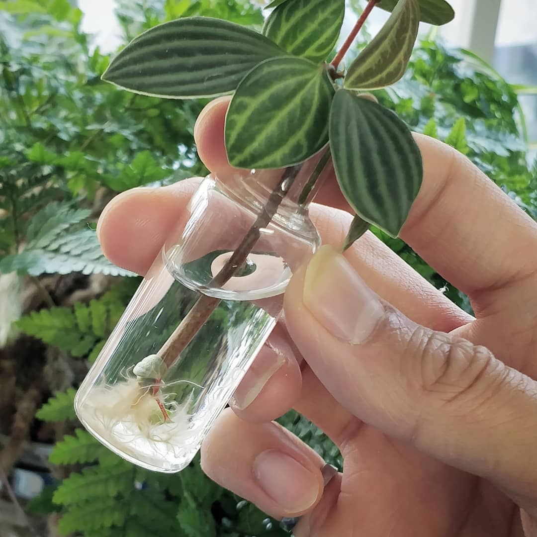 Propagating Peperomia Puteolata